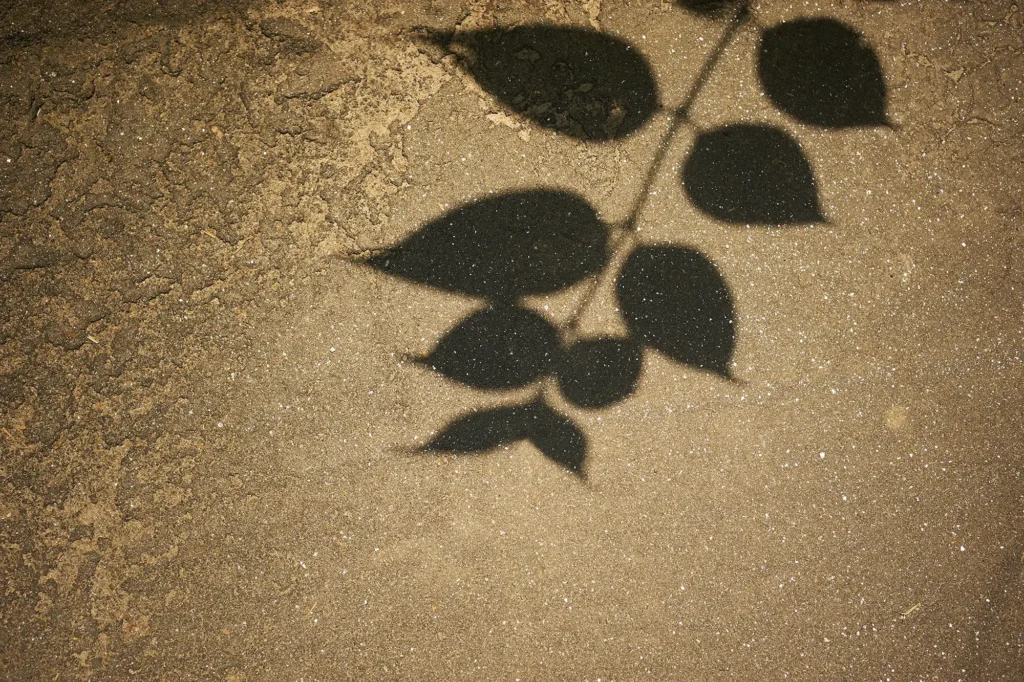 abstract shadow of a leaf 1