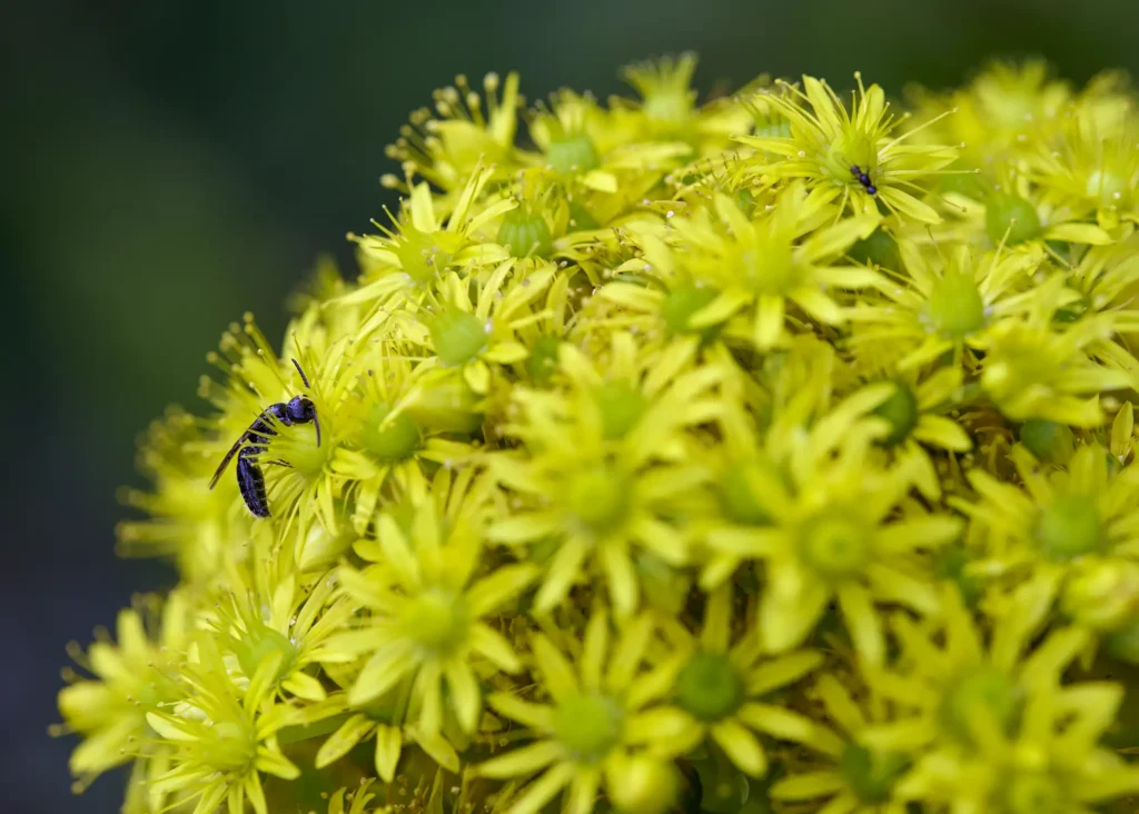 ant on flower 1