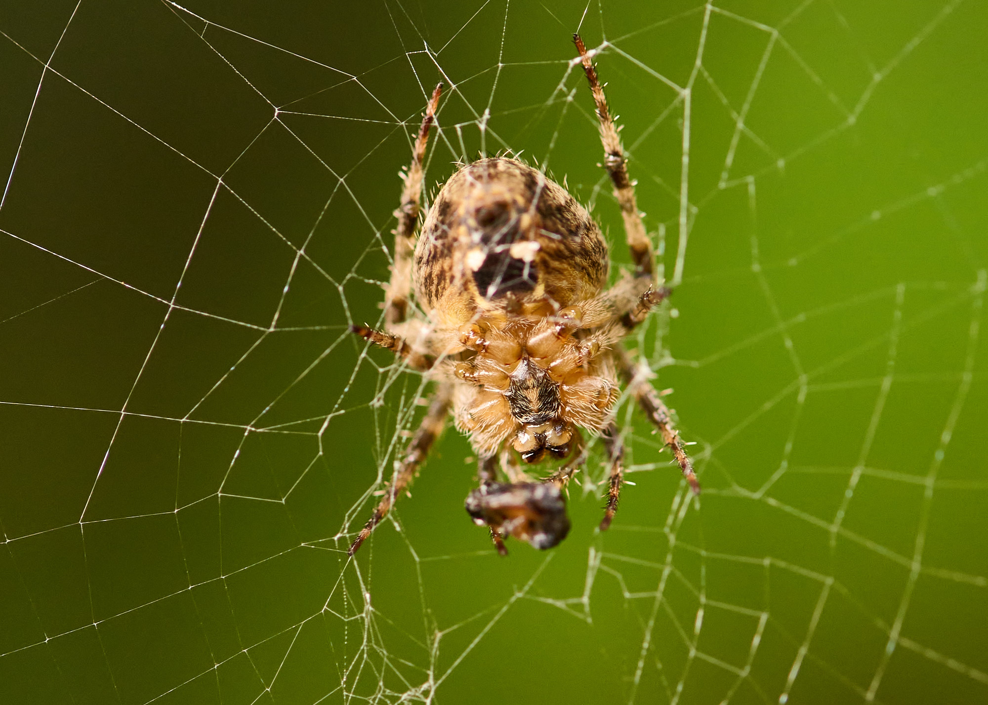 The Silent Architect : Unravelling the Poetry of a Spider's Web 1 8SD2160